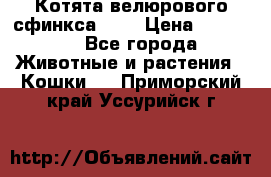 Котята велюрового сфинкса. .. › Цена ­ 15 000 - Все города Животные и растения » Кошки   . Приморский край,Уссурийск г.